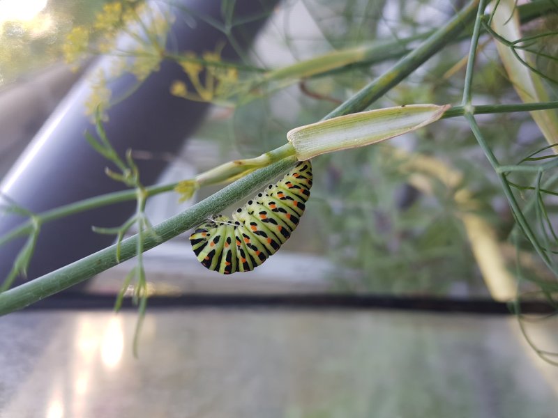 PAPILLON MACHAON. Préparation de la nymphose, suspension de la chenille. Jardin FAY. BRUNO GODET